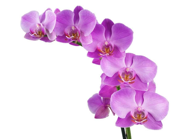 Orquídea em branco — Fotografia de Stock