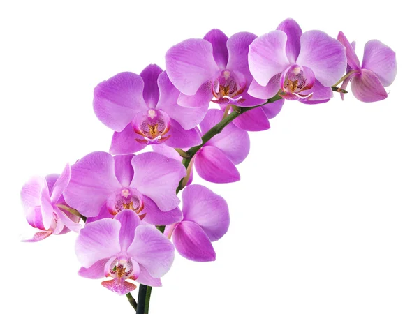 Орхидея на белом — стоковое фото