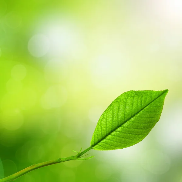 Gröna unga våren leaf isolerade — Stockfoto