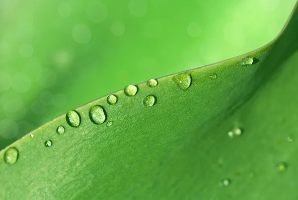 Gotas de água na folha verde fresca — Fotografia de Stock