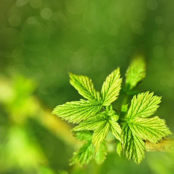 Foglia verde sfondo — Foto Stock