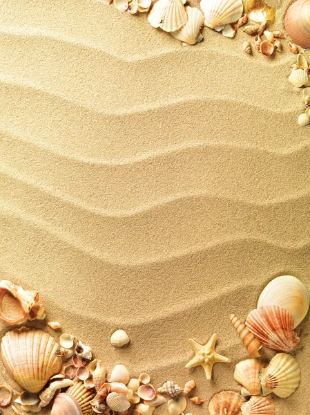 Snäckskal med sand som bakgrund — Stockfoto