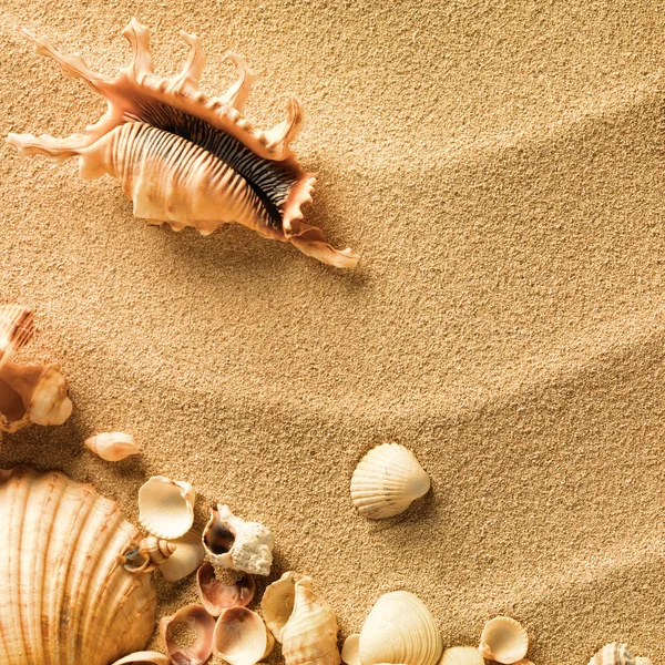 Muszle morskie z piaskiem jako tłem — Zdjęcie stockowe