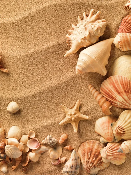 Conchiglie di mare con sabbia come sfondo — Foto Stock