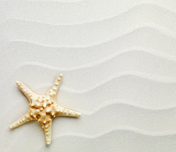 Песочный фон с раковинами и морской звездой — стоковое фото