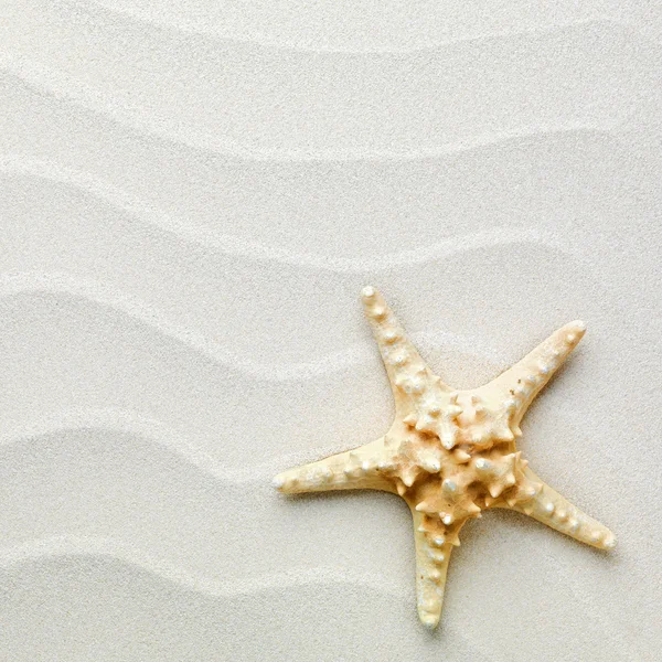 Sand background with shells and starfish — Stock Photo, Image