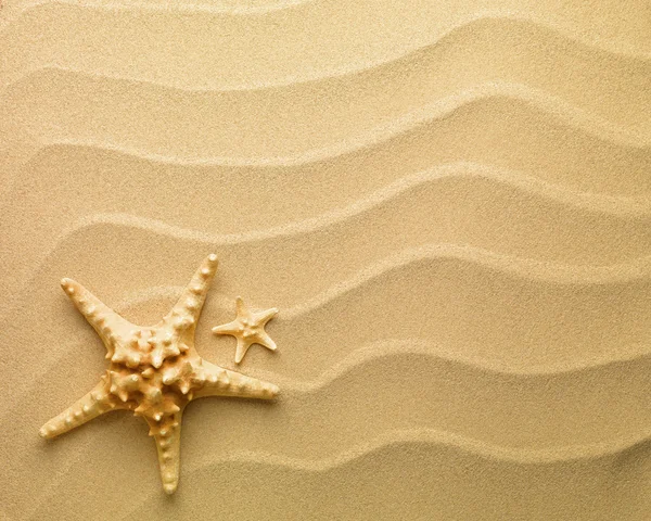 Starfish with sand as background — Stockfoto