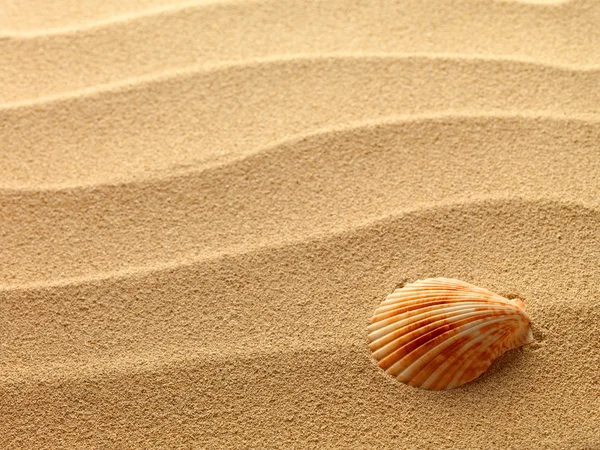 Mořské mušle s pískem jako pozadí — Stock fotografie