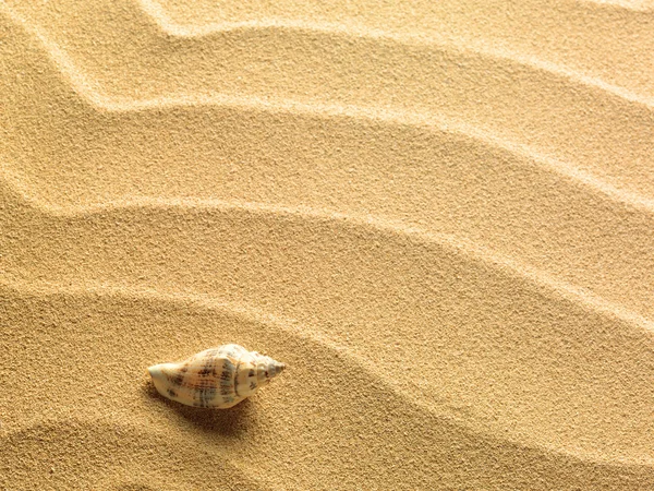 Coquilles de mer avec du sable comme fond — Photo