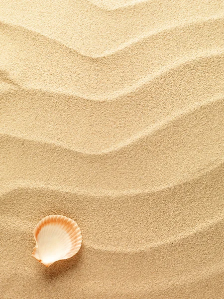 以沙子为背景的海贝壳 — 图库照片
