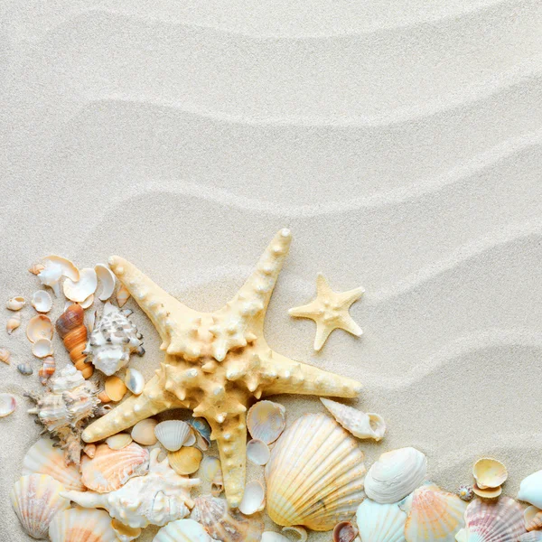 Fundo de areia com conchas e estrelas do mar — Fotografia de Stock