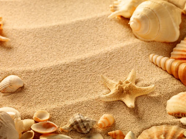 Conchas de mar con arena como fondo —  Fotos de Stock