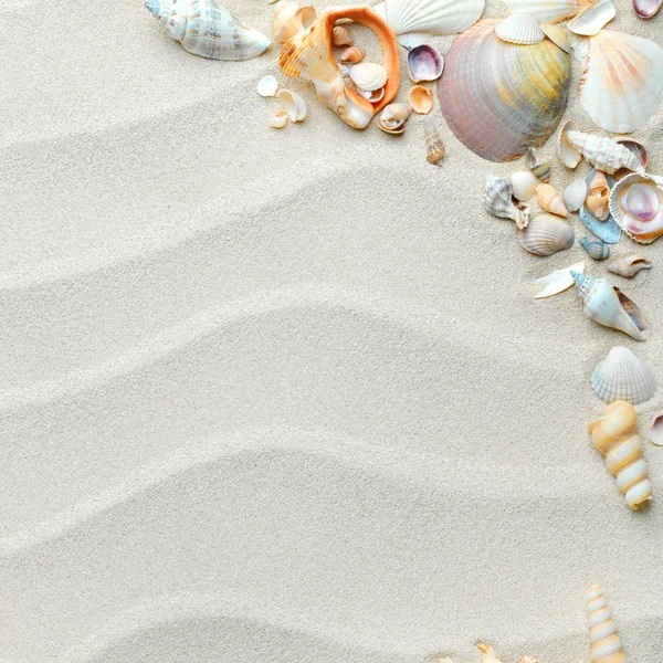 Sand background with shells and starfish — Stockfoto