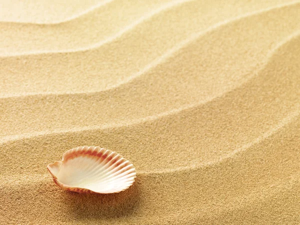 砂を背景にした貝殻は — ストック写真