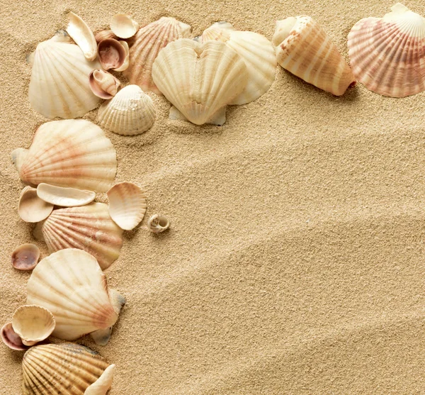 Tengeri kagylók homokkal, mint háttér — Stock Fotó
