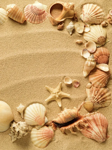 砂を背景にした貝殻は — ストック写真