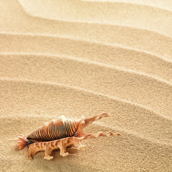 stock image Sea shells with sand as background