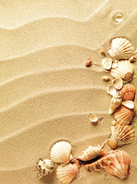 Snäckskal med sand som bakgrund — Stockfoto