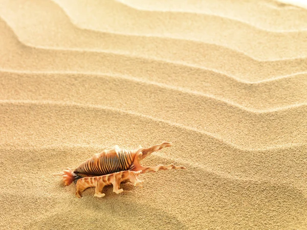 Simpukankuoret hiekalla taustana — kuvapankkivalokuva
