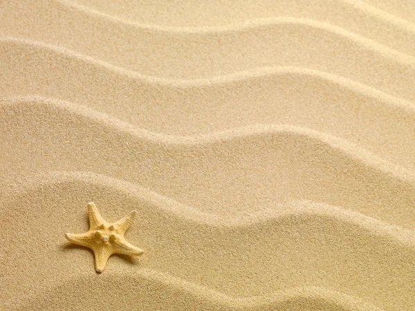 Hvězdice s pískem jako pozadí — Stock fotografie