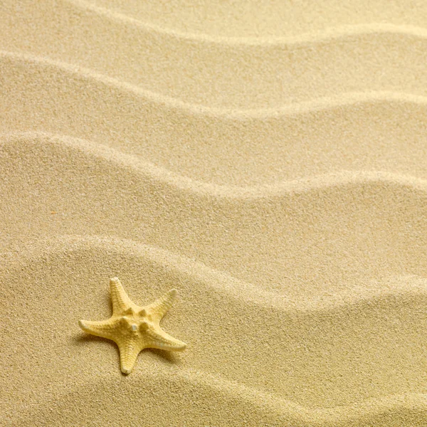 Sjöstjärna med sand som bakgrund — Stockfoto