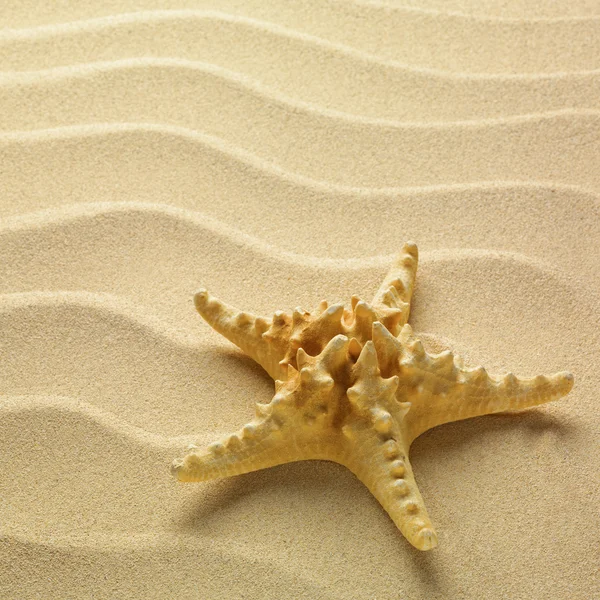 海星砂作为背景 — 图库照片