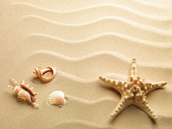 Морские звезды на фоне песка — стоковое фото
