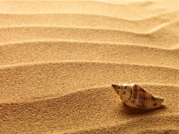 Морські мушлі з піском як фон — стокове фото