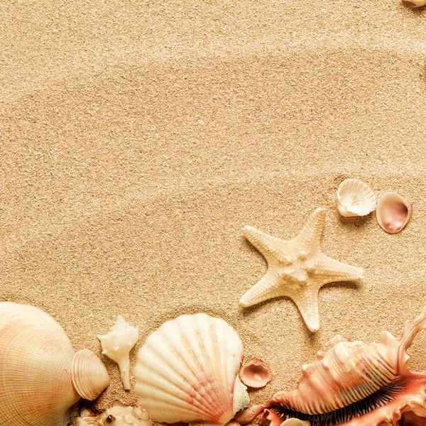 Muscheln mit Sand als Hintergrund — Stockfoto