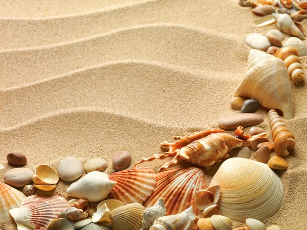 Muszle morskie z piaskiem jako tłem — Zdjęcie stockowe