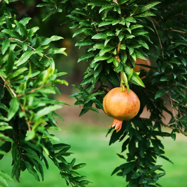 Granátové jablko na stromě — Stock fotografie