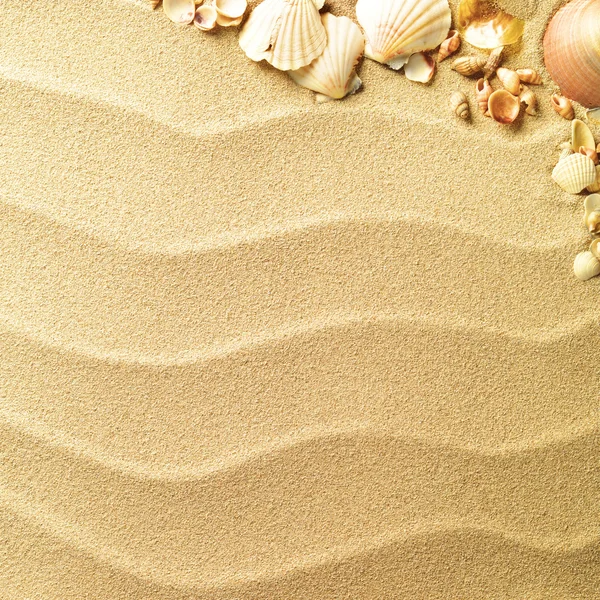 Conchas do mar com areia como fundo Fotografia De Stock