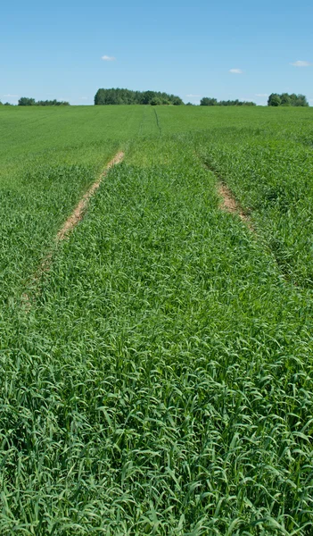 stock image Green Field