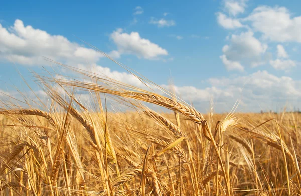 穀物畑 ロイヤリティフリーのストック画像
