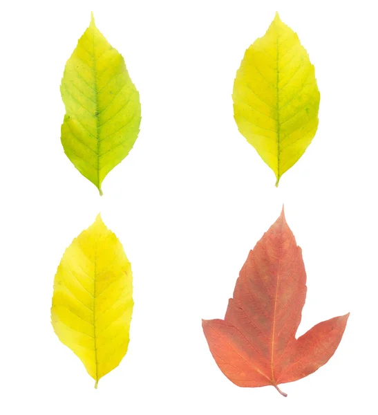 Four autumn leaves — Stock Photo, Image