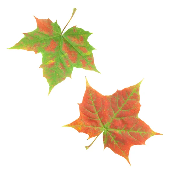 Dva podzimní listí — Stock fotografie