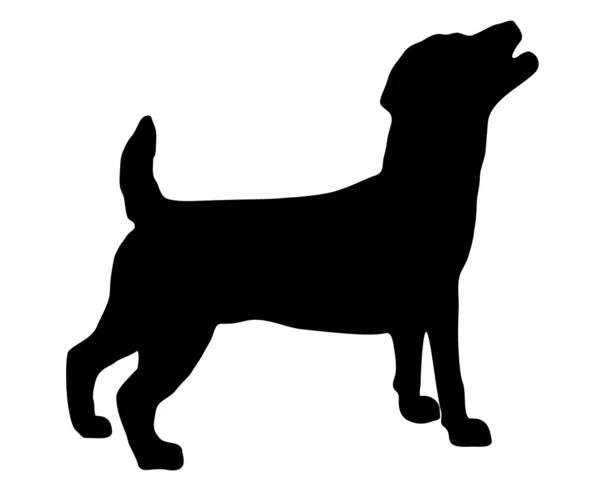 Jack Russel Terrier Silhueta — Fotografia de Stock