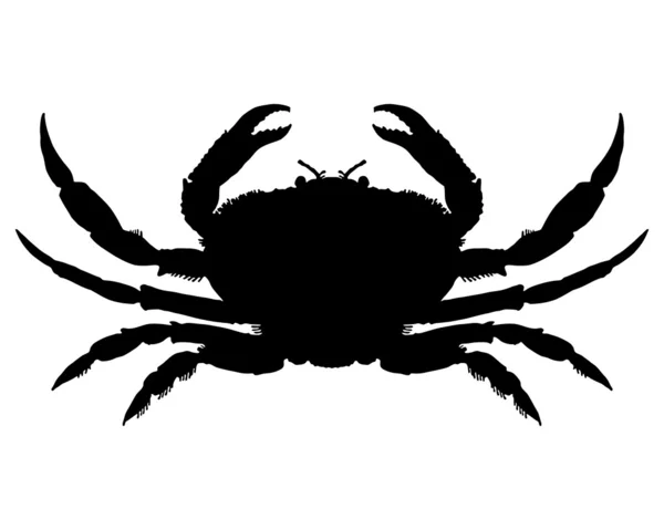 Crab Silhouette — Stock Photo, Image