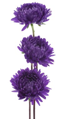 China aster clipart