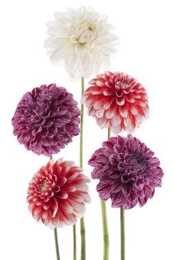 Dahlia clipart