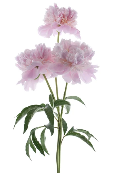 stock image Peony flowers