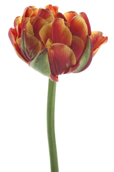 Flor tulipa — Fotografia de Stock
