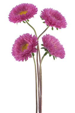 China aster clipart