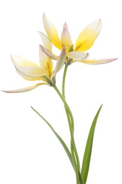 Tulip flowers clipart