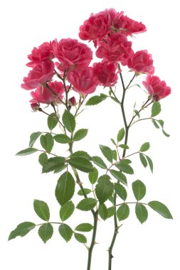 Rose flowers clipart