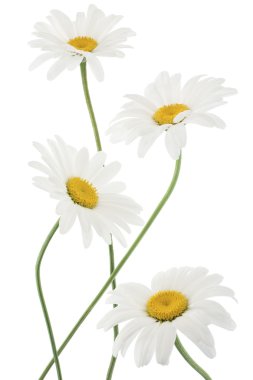 Daisy flowers clipart