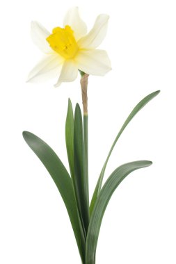 Daffodil clipart