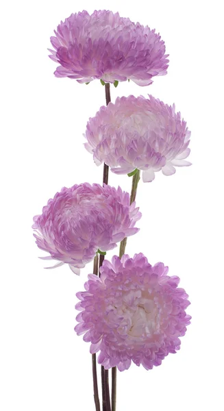 China aster — Foto de Stock