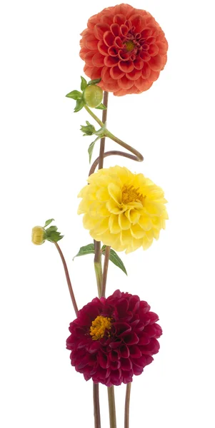 stock image Dahlia