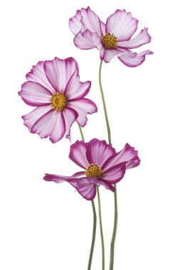 Cosmos clipart